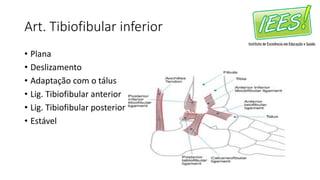 Art. Tibiofibular inferior
• Plana
• Deslizamento
• Adaptação com o tálus
• Lig. Tibiofibular anterior
• Lig. Tibiofibular posterior
• Estável
 