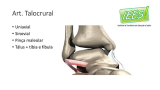 Art. Talocrural
• Uniaxial
• Sinovial
• Pinça maleolar
• Tálus + tíbia e fíbula
 