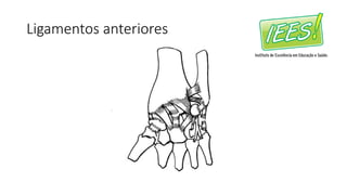 Ligamentos anteriores
 