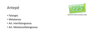 Antepé
• Falanges
• Metatarsos
• Art. Interfalangeanas
• Art. Metatarsofalangeanas
 