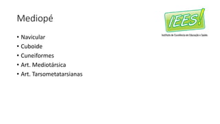 Mediopé
• Navicular
• Cuboide
• Cuneiformes
• Art. Mediotársica
• Art. Tarsometatarsianas
 