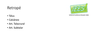 Retropé
• Tálus
• Calcâneo
• Art. Talocrural
• Art. Subtalar
 