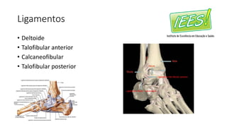 Ligamentos
• Deltoide
• Talofibular anterior
• Calcaneofibular
• Talofibular posterior
 