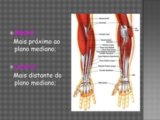  Medial:
 Mais próximo ao
 plano mediano;

 Lateral:
 Mais distante do
 plano mediano;
 