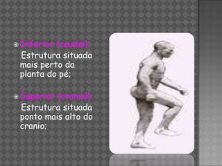  Inferior(caudal):
 Estrutura situada
 mais perto da
 planta do pé;

 Superior(cranial):
 Estrutura situada
 ponto mais alto do
 cranio;
 