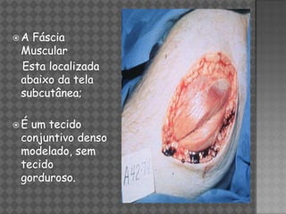 A Fáscia
 Muscular
 Esta localizada
 abaixo da tela
 subcutânea;

É um tecido
 conjuntivo denso
 modelado, sem
 tecido
 gorduroso.
 