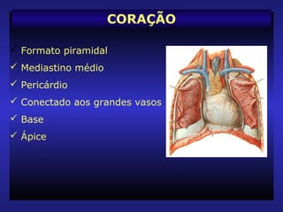  Formato piramidal
 Mediastino médio
 Pericárdio
 Conectado aos grandes vasos
 Base
 Ápice
CORAÇÃO
 