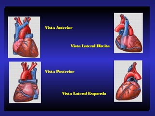Vista Anterior
Vista Lateral Direita
Vista Posterior
Vista Lateral Esquerda
 