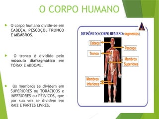 ANATOMIA E FISIOLOGIA- Divisões do corpo | PPTX