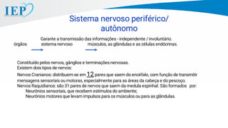 Sistema nervoso periférico/
autônomo
Constituído pelos nervos, gânglios e terminações nervosas.
Existem dois tipos de nervos:
Nervos Cranianos: distribuem-se em 12 pares que saem do encéfalo, com função de transmitir
mensagens sensoriais ou motoras, especialmente para as áreas da cabeça e do pescoço.
Nervos Raquidianos: são 31 pares de nervos que saem da medula espinhal. São formados por:
Neurônios sensoriais, que recebem estímulos do ambiente;
Neurônios motores que levam impulsos para os músculos ou para as glândulas.
Garante a transmissão das informações - independente / involuntário.
órgãos sistema nervoso músculos, as glândulas e as células endócrinas.
 