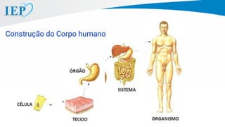 Construção do Corpo humano
 