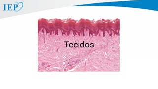 Tecidos
 