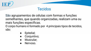 São agrupamentos de células com formas e funções
semelhantes, que quando organizadas, realizam uma ou
mais funções especíﬁcas.
O corpo humano é formado por 4 principais tipos de tecidos,
são:
● Epitelial;
● Conjuntivo;
● Muscular;
● Nervoso.
Tecidos
 