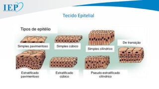 Tecido Epitelial
 