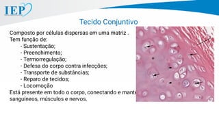 Tecido Conjuntivo
Composto por células dispersas em uma matriz .
Tem função de:
- Sustentação;
- Preenchimento;
- Termorregulação;
- Defesa do corpo contra infecções;
- Transporte de substâncias;
- Reparo de tecidos;
- Locomoção
Está presente em todo o corpo, conectando e mantendo órgãos, vasos
sanguíneos, músculos e nervos.
 