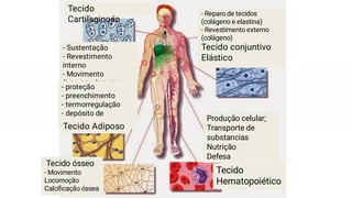 Tecido
Cartilaginoso
- Sustentação
- Revestimento
interno
- Movimento
(impactos)
Tecido ósseo
- Movimento
Locomoção
Calciﬁcação óssea
Produção celular;
Transporte de
substancias
Nutrição
Defesa
- Reparo de tecidos
(colágeno e elastina)
- Revestimento externo
(colágeno)
Tecido conjuntivo
Elástico
Tecido
Hematopoiético
- proteção
- preenchimento
- termorregulação
- depósito de
energia
Tecido Adiposo
 
