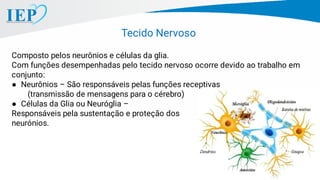 Tecido Nervoso
Composto pelos neurônios e células da glia.
Com funções desempenhadas pelo tecido nervoso ocorre devido ao trabalho em
conjunto:
● Neurônios – São responsáveis pelas funções receptivas
(transmissão de mensagens para o cérebro)
● Células da Glia ou Neuróglia –
Responsáveis pela sustentação e proteção dos
neurónios.
 