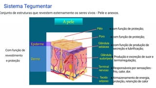 Sistema Tegumentar
Conjunto de estruturas que revestem externamente os seres vivos - Pele e anexos.
Com função de
revestimento
e proteção
●com função de proteção;
●com função de proteção;
●com função de produção de
secreção e lubriﬁcação;
●Produção e excreção de suor e
termorregulação;
●Responsáveis por sensações -
frio, calor, dor.
●Armazenamento de energia,
proteção, retenção de calor
 