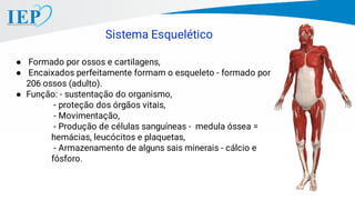 Sistema Esquelético
● Formado por ossos e cartilagens,
● Encaixados perfeitamente formam o esqueleto - formado por
206 ossos (adulto).
● Função: - sustentação do organismo,
- proteção dos órgãos vitais,
- Movimentação,
- Produção de células sanguíneas - medula óssea =
hemácias, leucócitos e plaquetas,
- Armazenamento de alguns sais minerais - cálcio e
fósforo.
 