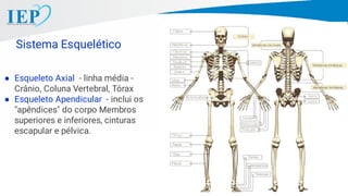 Sistema Esquelético
● Esqueleto Axial - linha média -
Crânio, Coluna Vertebral, Tórax
● Esqueleto Apendicular - inclui os
apêndices do corpo Membros
superiores e inferiores, cinturas
escapular e pélvica.
 