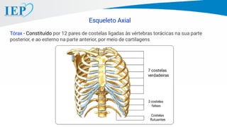 Esqueleto Axial
Tórax - Constituído por 12 pares de costelas ligadas às vértebras torácicas na sua parte
posterior, e ao esterno na parte anterior, por meio de cartilagens
7 costelas
verdadeiras
3 costelas
falsas
Costelas
ﬂutuantes
 