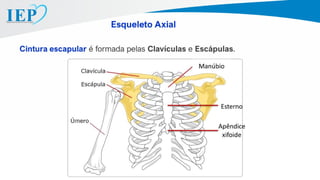 Cintura escapular é formada pelas Clavículas e Escápulas.
Esqueleto Axial
 