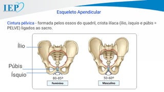 Cintura pélvica - formada pelos ossos do quadril, crista ilíaca (ílio, ísquio e púbis =
PELVE) ligados ao sacro.
Esqueleto Apendicular
Ílio
Púbis
Ísquio
 