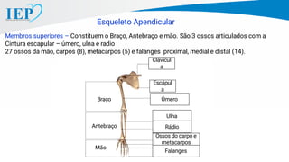 Membros superiores – Constituem o Braço, Antebraço e mão. São 3 ossos articulados com a
Cintura escapular – úmero, ulna e radio
27 ossos da mão, carpos (8), metacarpos (5) e falanges proximal, medial e distal (14).
Esqueleto Apendicular
Úmero
Ulna
Falanges
Clavícul
a
Escápul
a
Rádio
Braço
Antebraço
Mão
Ossos do carpo e
metacarpos
 