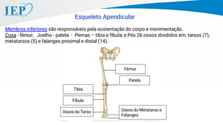 Membros inferiores são responsáveis pela sustentação do corpo e movimentação.
Coxa - fêmur; Joelho - patela - Pernas – tíbia e fíbula; e Pés 26 ossos divididos em: tarsos (7),
metatarsos (5) e falanges proximal e distal (14).
Esqueleto Apendicular
Fêmur
Patela
Tibia
Fíbula
Ossos do Tarso Ossos do Metatarso e
Falanges
 