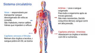 Sistema circulatório
Artérias – Leva o sangue
oxigenado
Para todo o organismo após as
trocas gasosas.
São mais resistentes, (tecido
conjuntivo denso), sangue corre
em alta pressão.
Capilares arteriais - Arteríolas
Abastecem os órgãos e tecidos
com O2 e nutrientes.
Veias – responsáveis por
transportar sangue
desoxigenado de volta ao
coração.
São maleáveis, menor calibre.
Valvas que impedem o reﬂuxo
Capilares venosos e Vênulas
Retiram dos órgãos e tecidos, o
sangue pobre em O2, as toxinas.
 