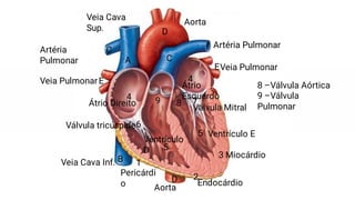 1
2
3
4
4
5
5
6
7
8
9
A
B
C
C
D
E
E
D
Pericárdi
o Endocárdio
Miocárdio
Átrio Direito
Átrio
Esquerdo
Ventrículo
D
Ventrículo E
Válvula tricúspide
Válvula Mitral
8 –Válvula Aórtica
9 –Válvula
Pulmonar
Aorta
Veia Cava
Sup.
Veia Cava Inf.
Veia Pulmonar
Veia Pulmonar
Artéria
Pulmonar
Artéria Pulmonar
Aorta
 
