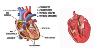 1º impulso elétrico
 