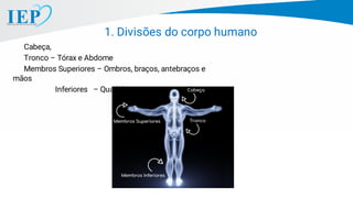 Cabeça,
Tronco – Tórax e Abdome
Membros Superiores – Ombros, braços, antebraços e
mãos
Inferiores – Quadril, coxas, pernas e pés
1. Divisões do corpo humano
 