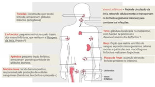 Medula óssea: tecido hematopoiético,
responsável pela produção das células
sanguíneas (hemácias, leucócitos e plaquetas.)
Timo: glândula localizada no mediastino,
com função de promover o
desenvolvimento dos linfócitos T.
Linfonodos: pequenas estruturas pelo trajeto
dos vasos linfáticos, que realizam a ﬁltragem
da linfa. (ínguas*)
Baço: Órgão que realiza um ﬁltro do
sangue, expondo microrganismos, células
mortas e partículas aos macrófagos e
linfócitos realizarem fagocitose.
Tonsilas: constituídas por tecido
linfoide, armazenam glóbulos
brancos. (amigdalas)
Apêndice: pequeno órgão linfático,
armazenam grande quantidade de
glóbulos brancos.
Placas de Peyer: acúmulo de tecido
linfoide presente no intestino.
Vasos Linfáticos – Rede de circulação da
linfa, retirando células mortas e transportam
os linfócitos (glóbulos brancos) para
combater as infecções.
 