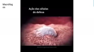 Macrófag
os
 
