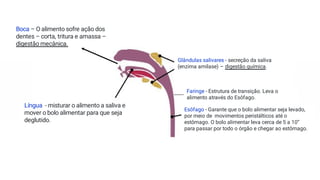 Boca – O alimento sofre ação dos
dentes – corta, tritura e amassa –
digestão mecânica.
Glândulas salivares - secreção da saliva
(enzima amilase) – digestão química.
Língua - misturar o alimento a saliva e
mover o bolo alimentar para que seja
deglutido.
Faringe - Estrutura de transição. Leva o
alimento através do Esôfago.
Esôfago - Garante que o bolo alimentar seja levado,
por meio de movimentos peristálticos até o
estômago. O bolo alimentar leva cerca de 5 a 10”
para passar por todo o órgão e chegar ao estômago.
 
