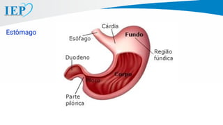 Estômago
 