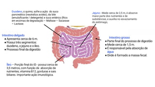Duodeno, o quimo, sofre a ação do suco
pancreático (neutraliza acidez), da bile
(emulsiﬁcante / detergente) e suco entérico (Rico
em enzimas de degradação – Maltase – Sacarase
– Lactase.
Intestino delgado
●Apresenta cerca de 6 m.
●Possui três segmentos:
duodeno, o jejuno e o íleo.
●Processo ﬁnal da digestão
Jejuno - Mede cerca de 2,5 m, é absorve
maior parte dos nutrientes e de
substâncias, e auxilia no esvaziamento
do estômago,
Íleo – Porção ﬁnal do ID - possui cerca de
3,5 metros, com função de absorção de
nutrientes, vitamina B12, gorduras e sais
biliares. Importante ação imunológica.
Intestino grosso
●Parte ﬁnal do processo de digestão
●Mede cerca de 1,5 m.
●É responsável pela absorção de
água
●Onde é formado a massa fecal.
 
