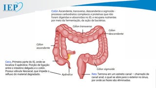 Reto Termina em um estreito canal – chamado de
canal anal, o qual se abre para o exterior no ânus,
por onde as fezes são eliminadas.
Colón Ascendente, transverso, descendente e sigmoide -
processa carboidratos complexos e proteínas que não
foram digeridas e absorvidas no ID, e recupera nutrientes
por meio da fermentação, da ação de bactérias.
Ceco, Primeira parte do IG, onde se
localiza 0 apêndice. Porção de ligação
entre o intestino delgado e o colón.
Possui válvula ileocecal, que impede o
reﬂuxo do material degradado.
 