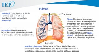 Pulmão
Alvéolos pulmonares: Fazem parte da última porção da árvore
brônquica e estão localizadas no ﬁnal dos ductos alveolares. São
semelhantes a pequenas bolsas, onde ocorrem as trocas gasosas.
Brônquios Conduzem do ar até os
pulmões. Eles se ramiﬁcam
abundantemente, formando os
bronquíolos.
Bronquíolos Ramiﬁcações dos
brônquios que se ramiﬁcam formando
os bronquíolos terminais e respiratórios.
Pleura- Membrana serosa que
reveste o pulmão. A pleura parietal,
em contato com o diafragma e o
tórax (externa) e a pleura visceral,
em contato a mucosa pulmonar
(interna). Formando a cavidade
pleural, preenchidas por liquido
pleural – lubriﬁcante, garantindo
menor atrito durante a respiração.
 