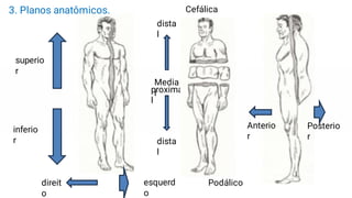 superio
r
inferio
r dista
l
proxima
l
Cefálica
Media
l
dista
l
Podálico
direit
o
esquerd
o
Anterio
r
Posterio
r
3. Planos anatômicos.
 