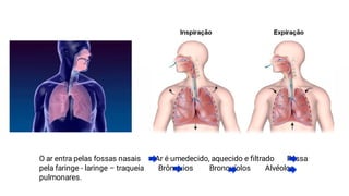 O ar entra pelas fossas nasais Ar é umedecido, aquecido e ﬁltrado Passa
pela faringe - laringe – traqueia Brônquios Bronquíolos Alvéolos
pulmonares.
 