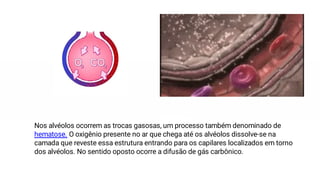 Nos alvéolos ocorrem as trocas gasosas, um processo também denominado de
hematose. O oxigênio presente no ar que chega até os alvéolos dissolve-se na
camada que reveste essa estrutura entrando para os capilares localizados em torno
dos alvéolos. No sentido oposto ocorre a difusão de gás carbônico.
 