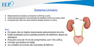Sistema Urinário
● Responsável por produzir, armazenar e eliminar a urina,
● Essencial para garantir a manutenção do equilíbrio interno do nosso corpo
● Composto por: dois rins, dois ureteres, bexiga urinária e a uretra.
Rins
● Em pares, são os órgãos responsáveis pela produção da urina.
● Estão localizados junto à parede posterior do abdômen, abaixo do
diafragma
● Possuem cerca de 10 cm de comprimento, com 120 a 280 g
● Formato que lembra um feijão
● As unidades funcionais são chamadas de Néfrons
 
