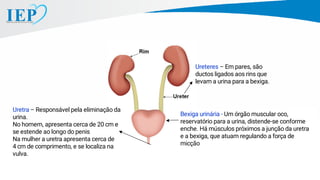 Ureteres – Em pares, são
ductos ligados aos rins que
levam a urina para a bexiga.
Uretra – Responsável pela eliminação da
urina.
No homem, apresenta cerca de 20 cm e
se estende ao longo do penis
Na mulher a uretra apresenta cerca de
4 cm de comprimento, e se localiza na
vulva.
Bexiga urinária - Um órgão muscular oco,
reservatório para a urina, distende-se conforme
enche. Há músculos próximos a junção da uretra
e a bexiga, que atuam regulando a força de
micção
 
