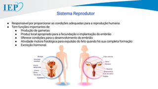Sistema Reprodutor
● Responsável por proporcionar as condições adequadas para a reprodução humana.
● Tem funções importantes de:
● Produção de gametas
● Produz local apropriado para a fecundação e implantação do embrião
● Oferece condições para o desenvolvimento do embrião
● Atividade motora ﬁsiológica para expulsão do feto quando há sua completa formação
● Excreção hormonal.
 