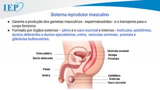 Sistema reprodutor masculino
● Garante a produção dos gametas masculinos - espermatozóides - e o transporte para o
corpo feminino.
● Formado por órgãos externos – pênis e o saco escrotal e internos - testículos, epidídimos,
ductos deferentes e ductos ejaculatórios, uretra, vesículas seminais, próstata e
glândulas bulbouretrais.
 