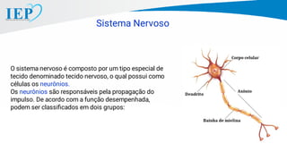 Sistema Nervoso
O sistema nervoso é composto por um tipo especial de
tecido denominado tecido nervoso, o qual possui como
células os neurônios.
Os neurônios são responsáveis pela propagação do
impulso. De acordo com a função desempenhada,
podem ser classiﬁcados em dois grupos:
 