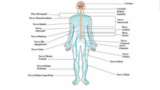 Sistema Nervoso
 