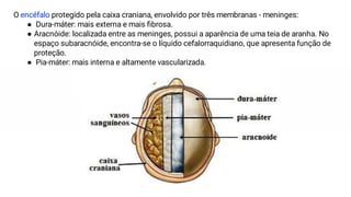 O encéfalo protegido pela caixa craniana, envolvido por três membranas - meninges:
● Dura-máter: mais externa e mais ﬁbrosa.
● Aracnóide: localizada entre as meninges, possui a aparência de uma teia de aranha. No
espaço subaracnóide, encontra-se o líquido cefalorraquidiano, que apresenta função de
proteção.
● Pia-máter: mais interna e altamente vascularizada.
 